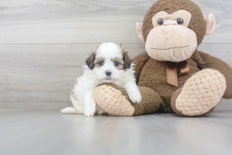 Shih Poo Puppy for Adoption