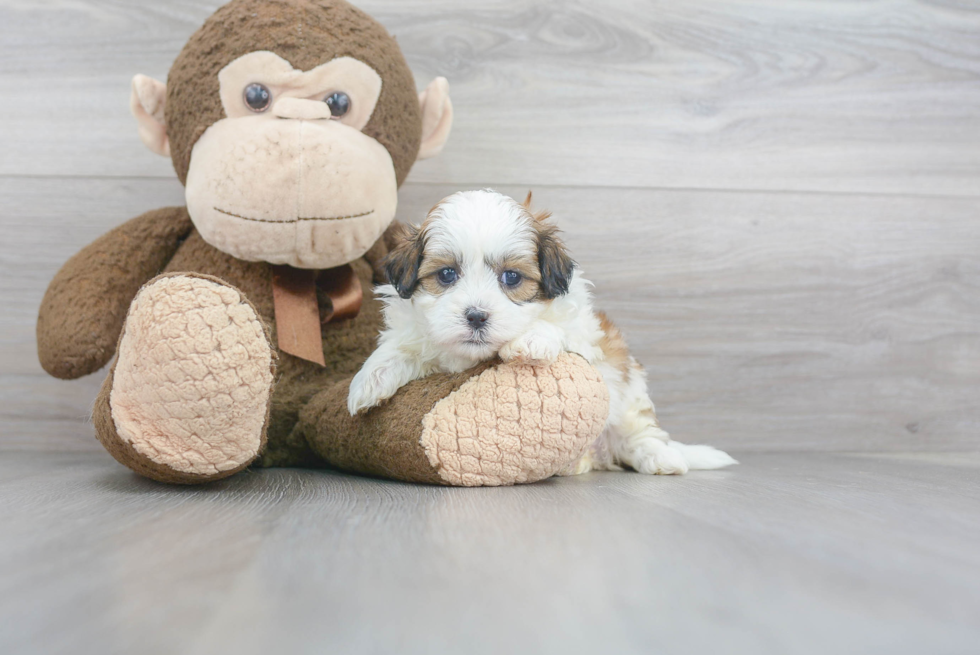 Playful Shih Poo Poodle Mix Puppy