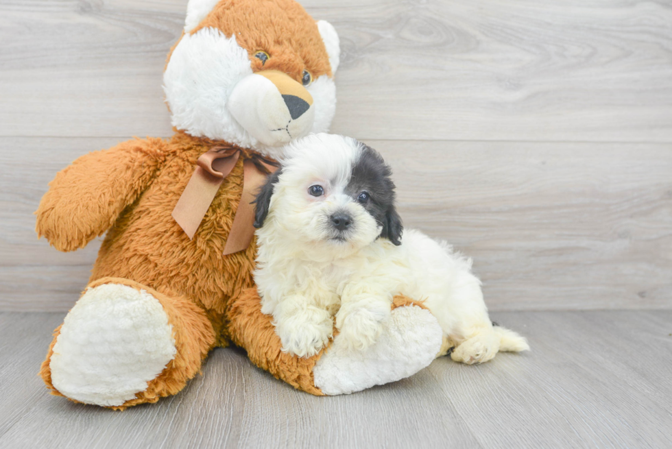 Playful Shihpoo Poodle Mix Puppy