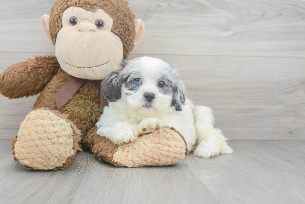 Shih Poo Puppy for Adoption