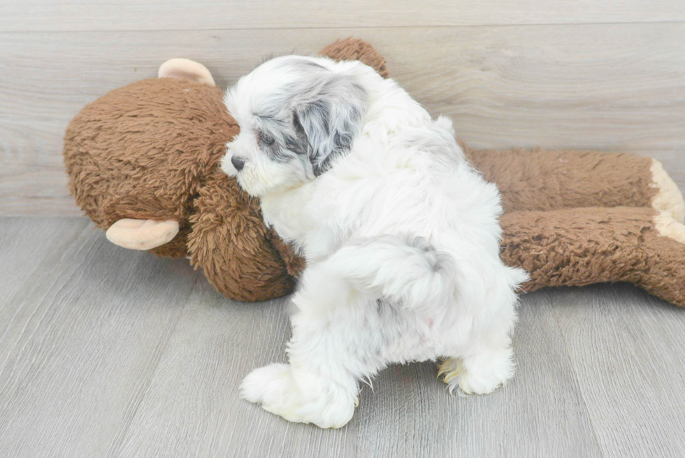 Petite Shih Poo Poodle Mix Pup