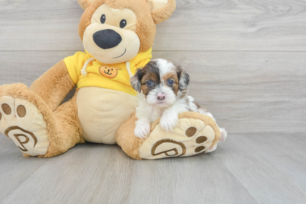 Shih Poo Pup Being Cute