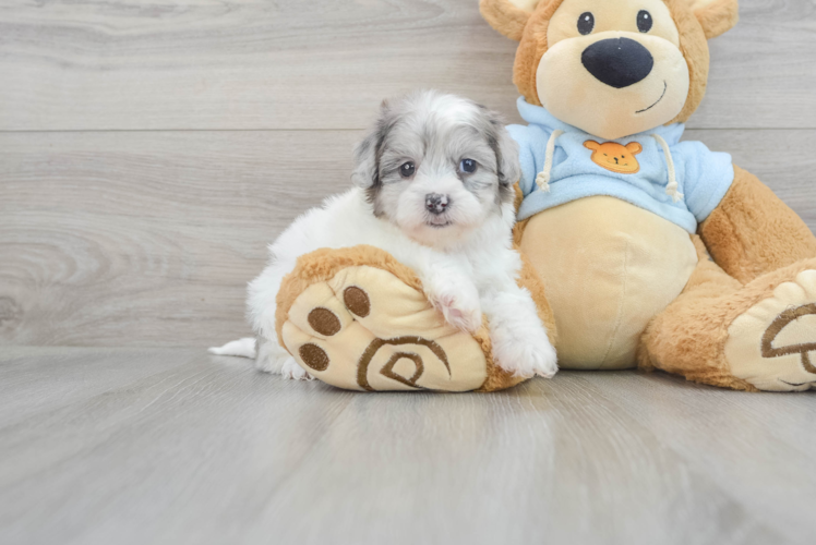 Shih Poo Pup Being Cute