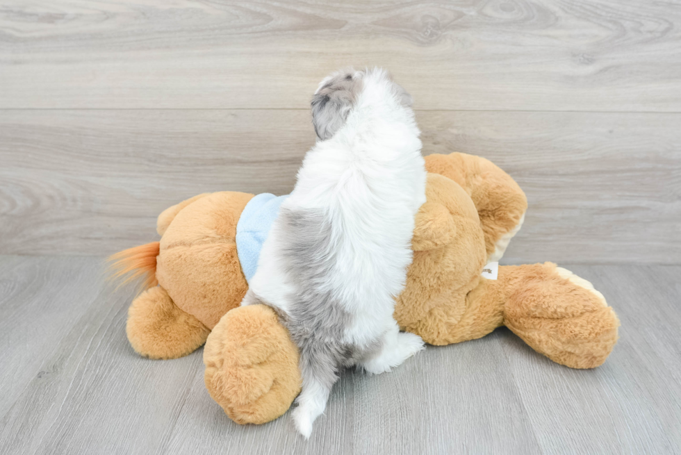 Playful Shih Poo Poodle Mix Puppy