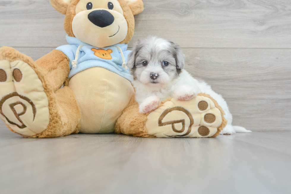 Best Shih Poo Baby