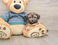 8 week old Shih Poo Puppy For Sale - Premier Pups