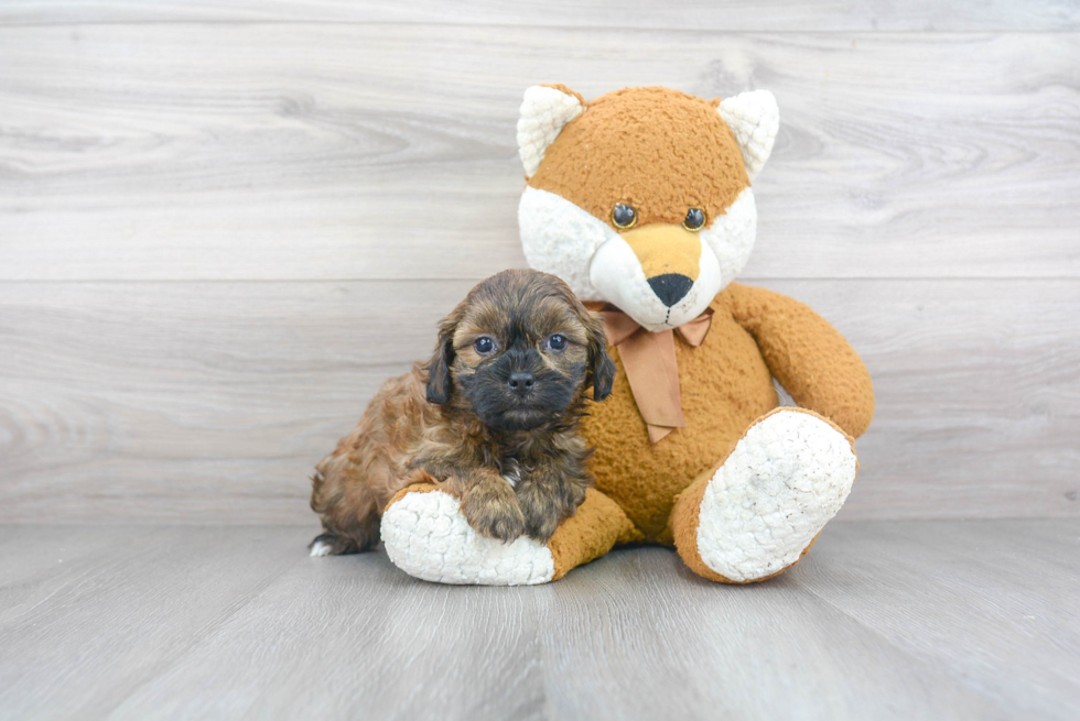 Shih Poo Pup Being Cute