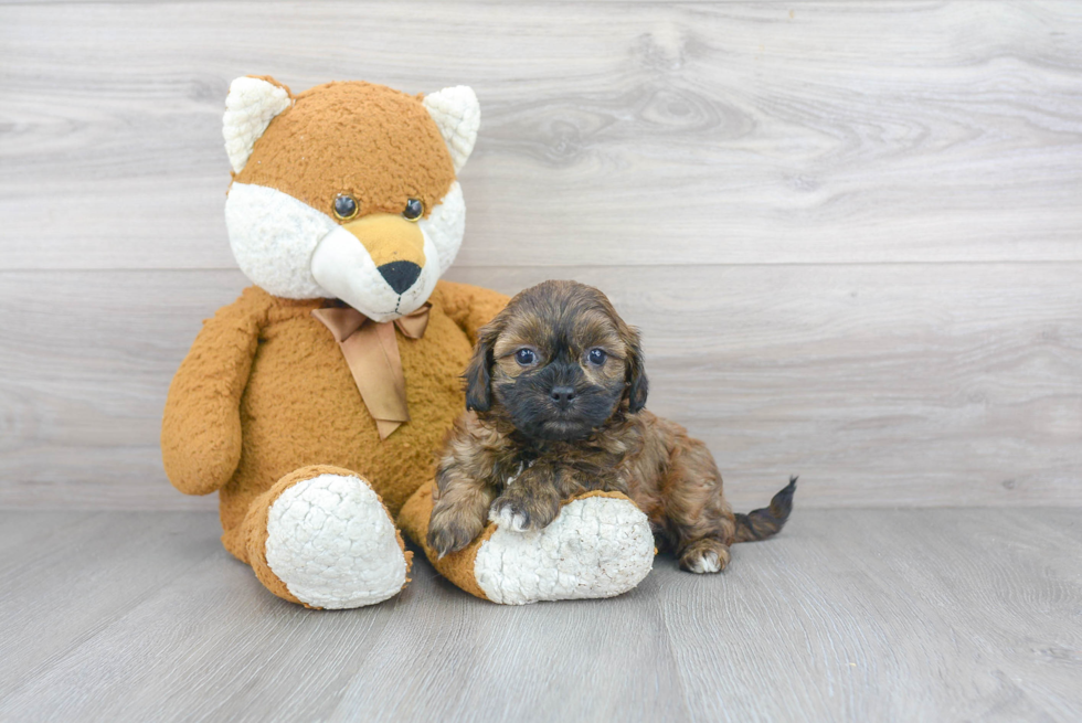 Happy Shih Poo Baby