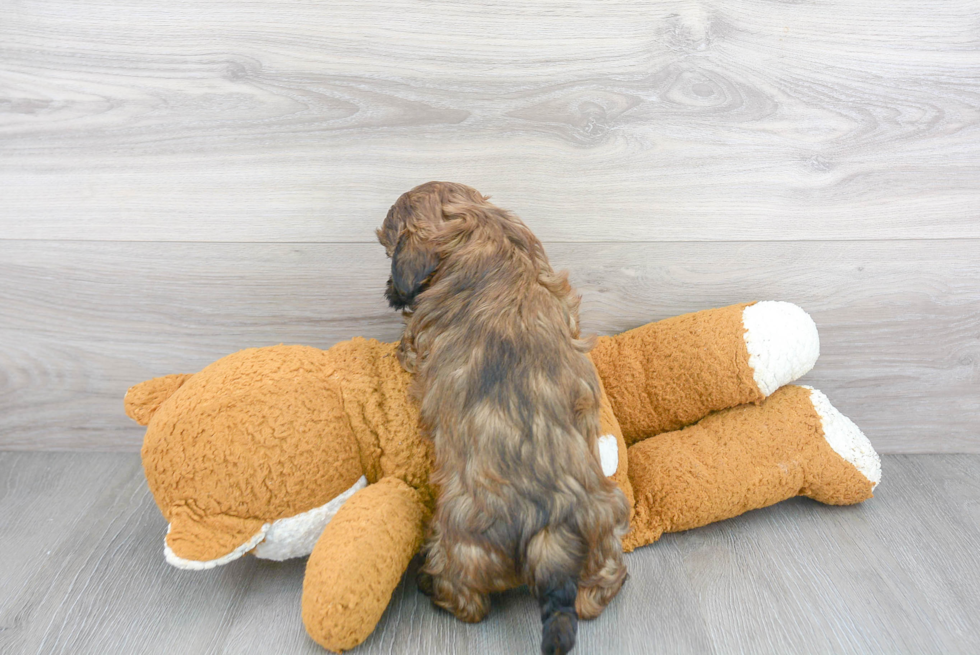 Best Shih Poo Baby