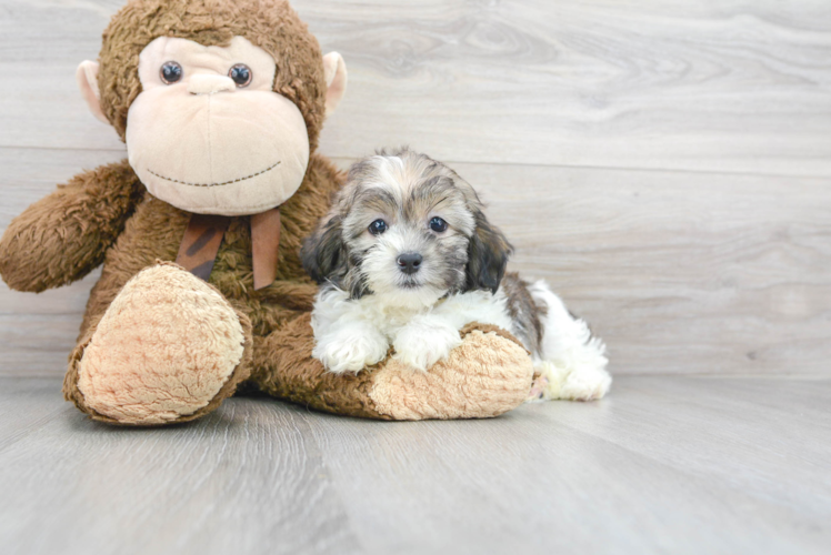 Shih Poo Pup Being Cute