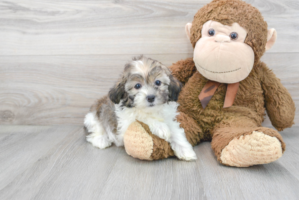 Little Shih Poo Poodle Mix Puppy