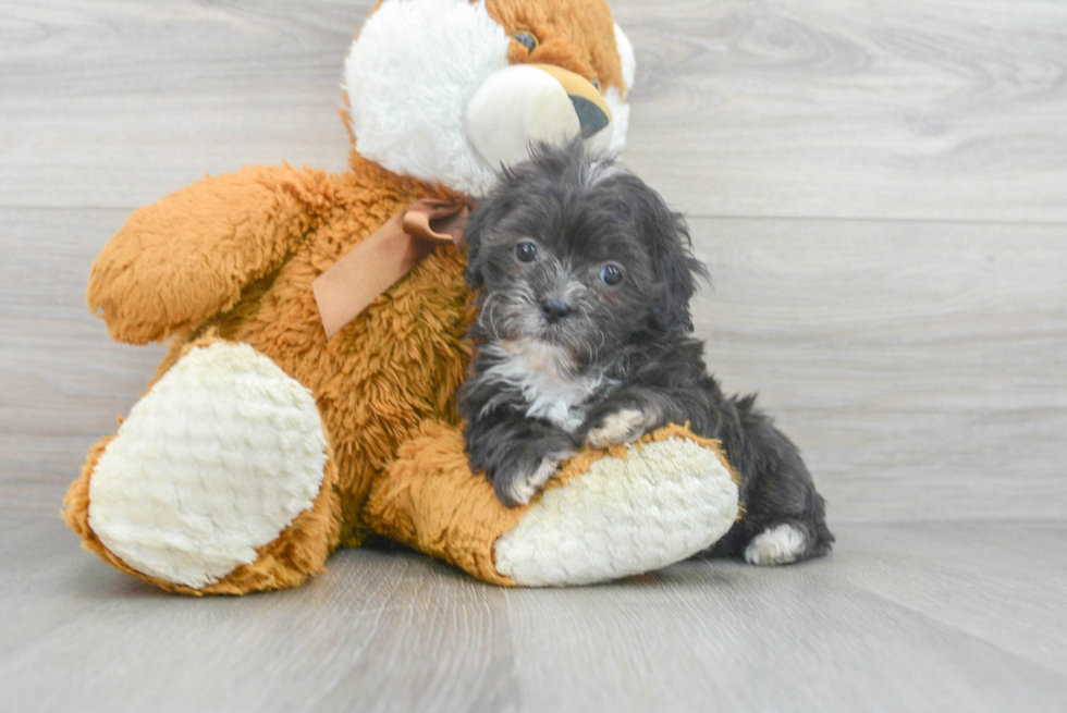 Petite Shih Poo Poodle Mix Pup