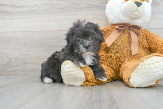 Shih Poo Puppy for Adoption