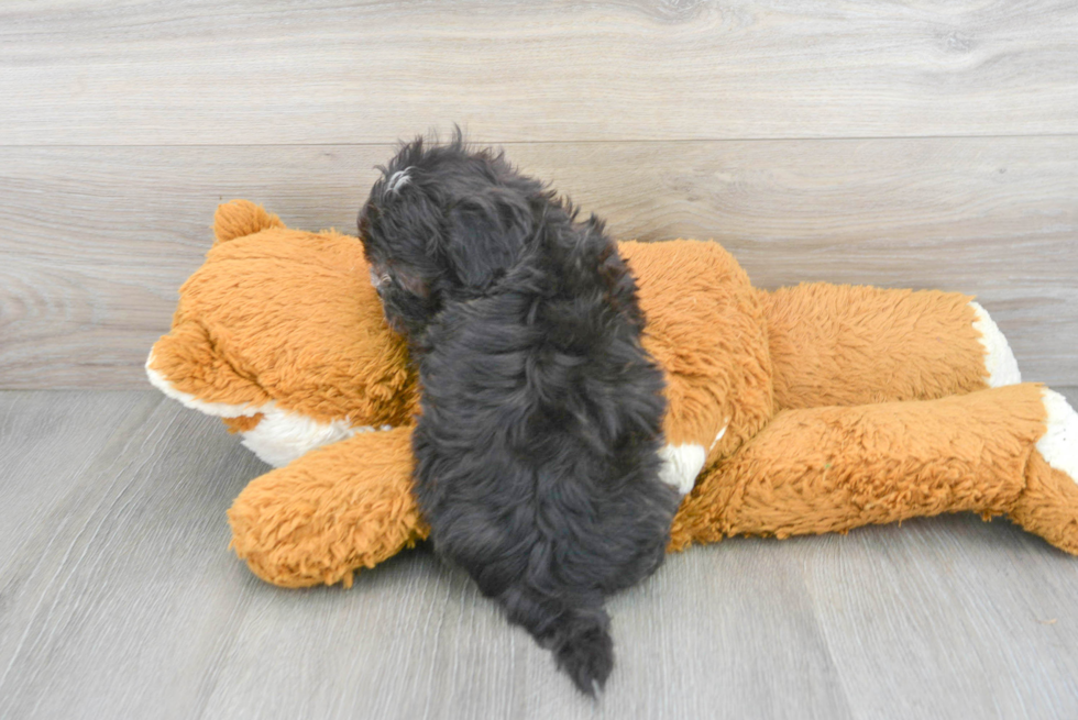 Cute Shih Poo Baby