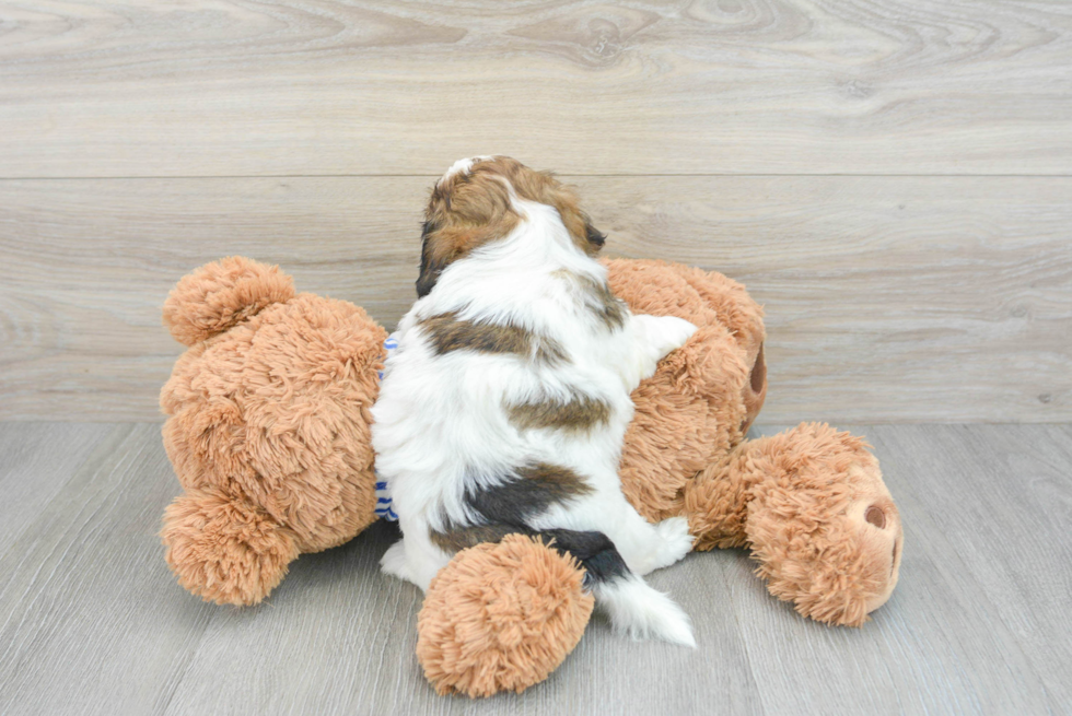 Best Shih Poo Baby