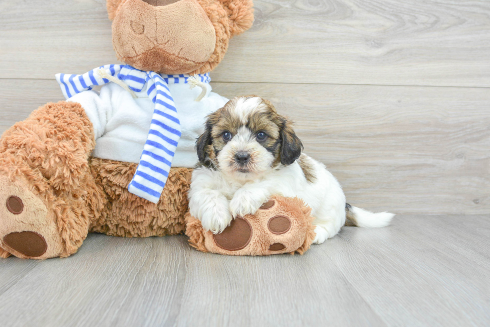 Shih Poo Pup Being Cute