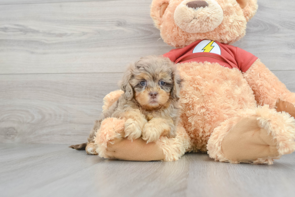 Best Shih Poo Baby