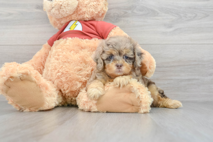 Shih Poo Pup Being Cute