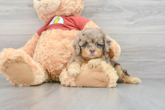 Shih Poo Pup Being Cute