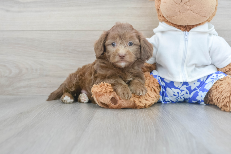 Funny Shih Poo Poodle Mix Pup