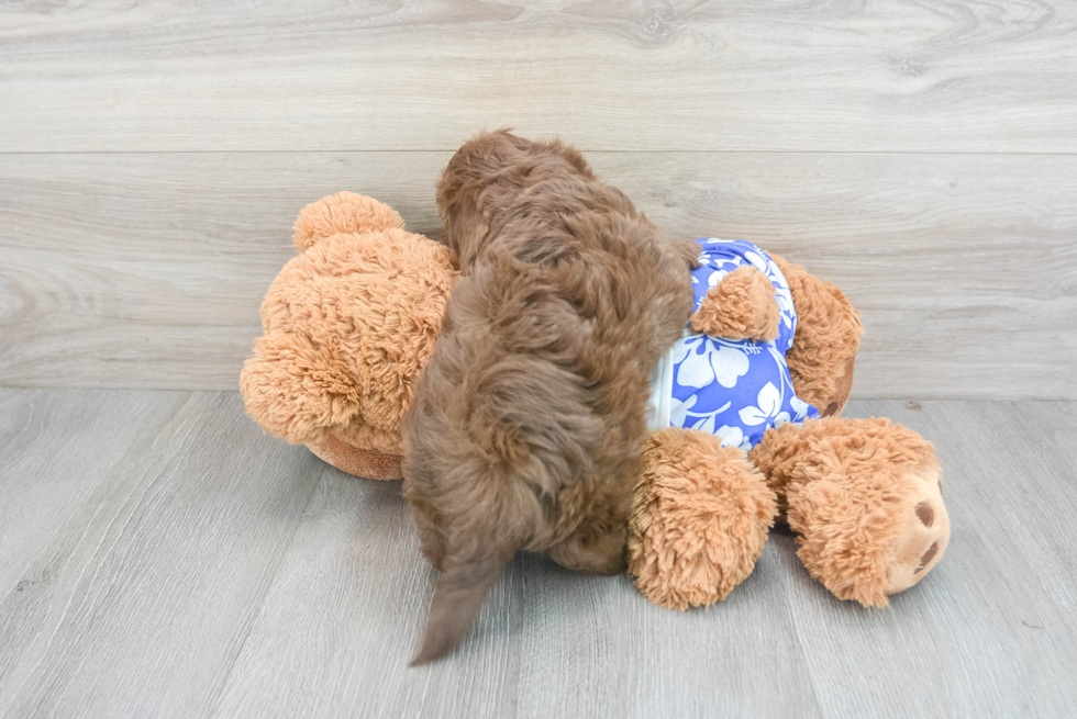 Adorable Shihpoo Poodle Mix Puppy