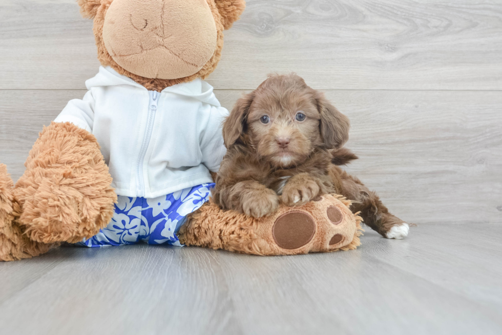 Best Shih Poo Baby