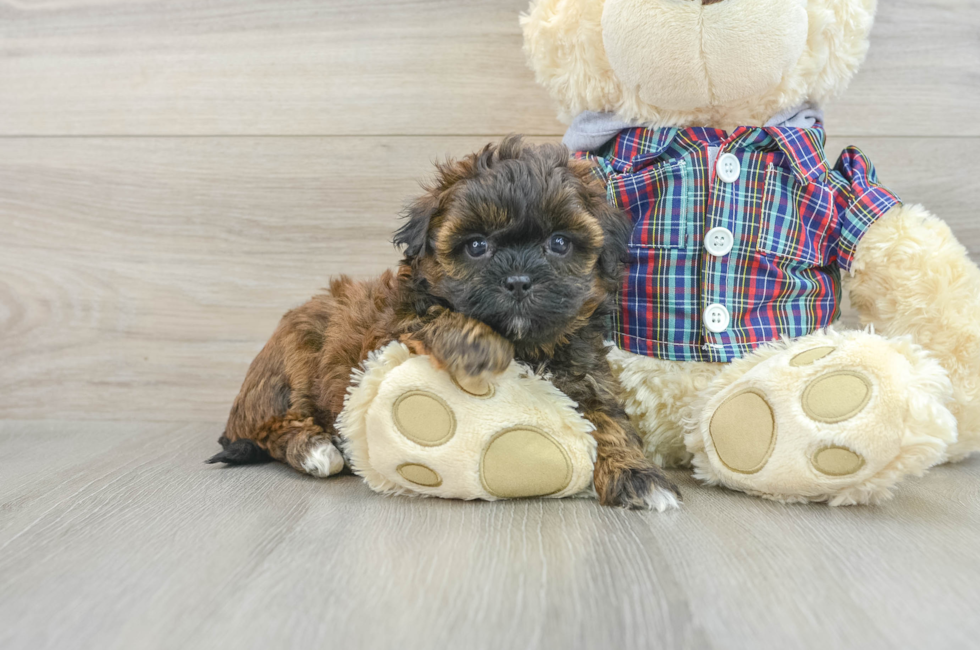 6 week old Shih Poo Puppy For Sale - Premier Pups