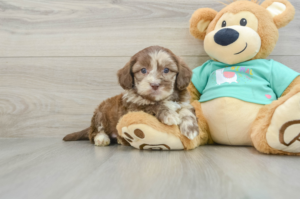 6 week old Shih Poo Puppy For Sale - Premier Pups