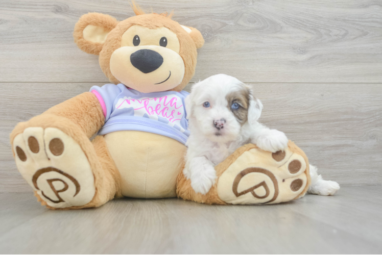 Funny Shih Poo Poodle Mix Pup