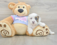 7 week old Shih Poo Puppy For Sale - Premier Pups