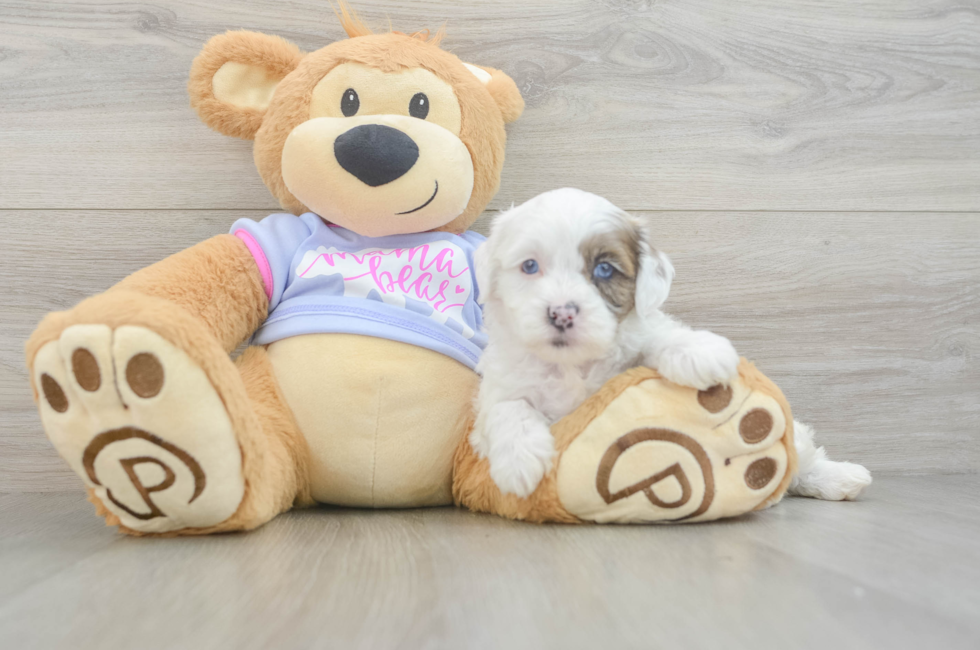 5 week old Shih Poo Puppy For Sale - Premier Pups