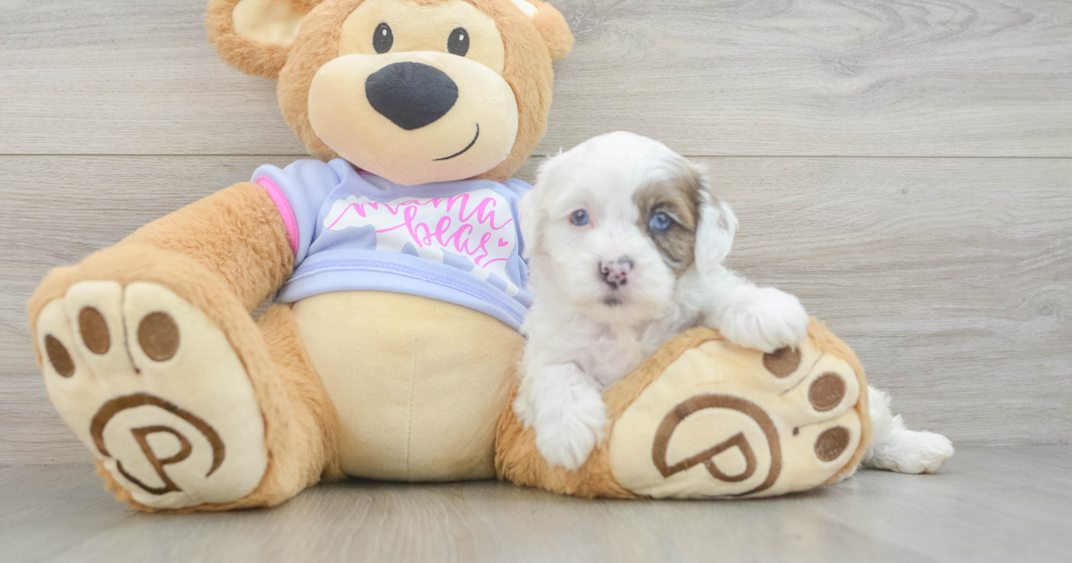 Happy Shih Poo Bailey: 3lb 9oz Doodle Puppy