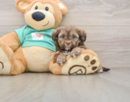 5 week old Shih Poo Puppy For Sale - Premier Pups