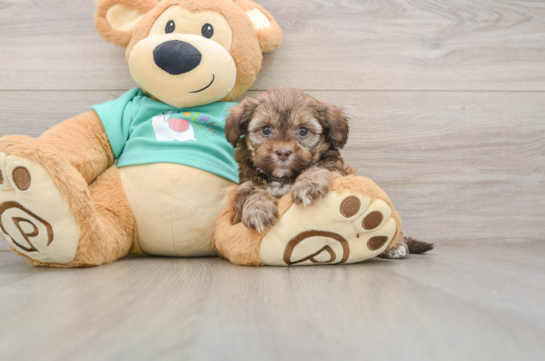 Fluffy Shih Poo Poodle Mix Pup