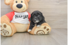 Shih Poo Pup Being Cute