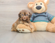 6 week old Shih Poo Puppy For Sale - Premier Pups