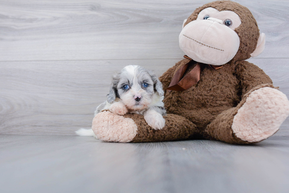 Friendly Shih Poo Baby