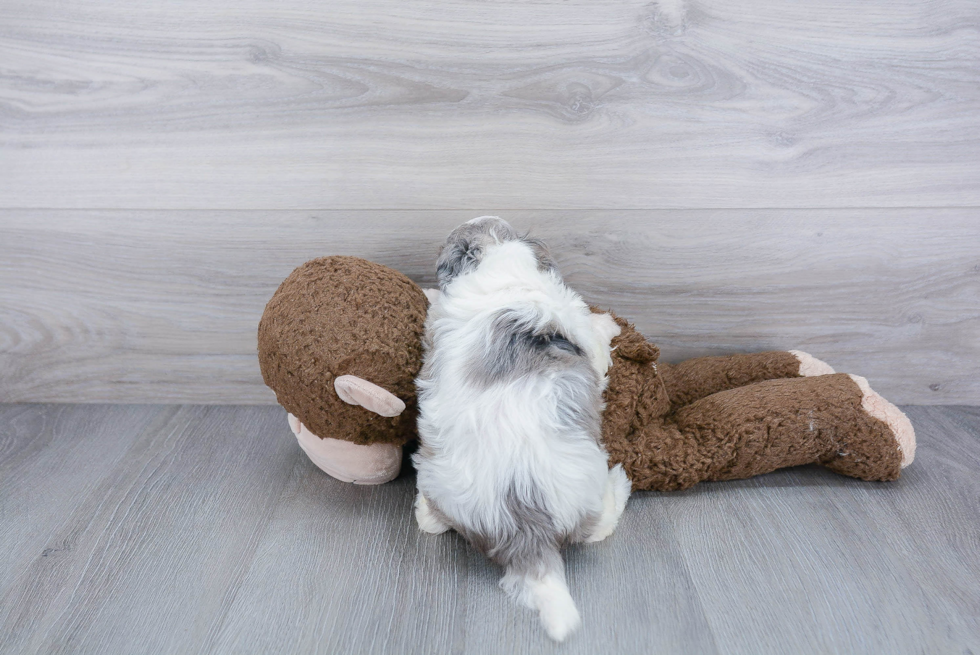 Adorable Shih Poo Poodle Mix Puppy