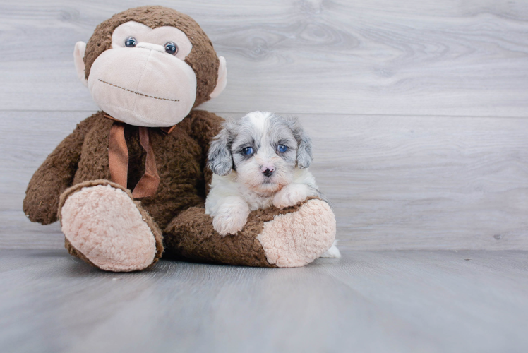 Energetic Shihpoo Poodle Mix Puppy