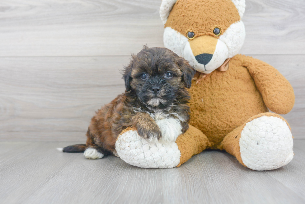 Petite Shih Poo Poodle Mix Pup