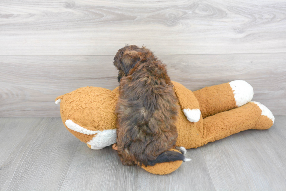 Adorable Shihpoo Poodle Mix Puppy