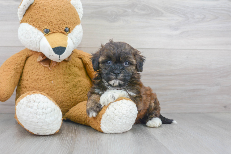 Sweet Shih Poo Baby