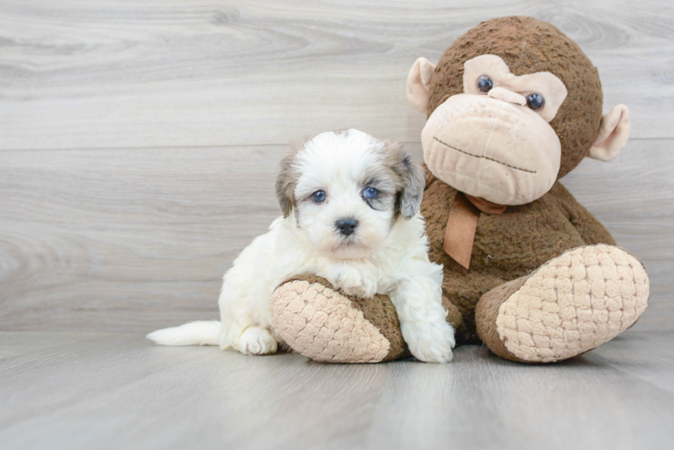 Popular Shih Poo Poodle Mix Pup