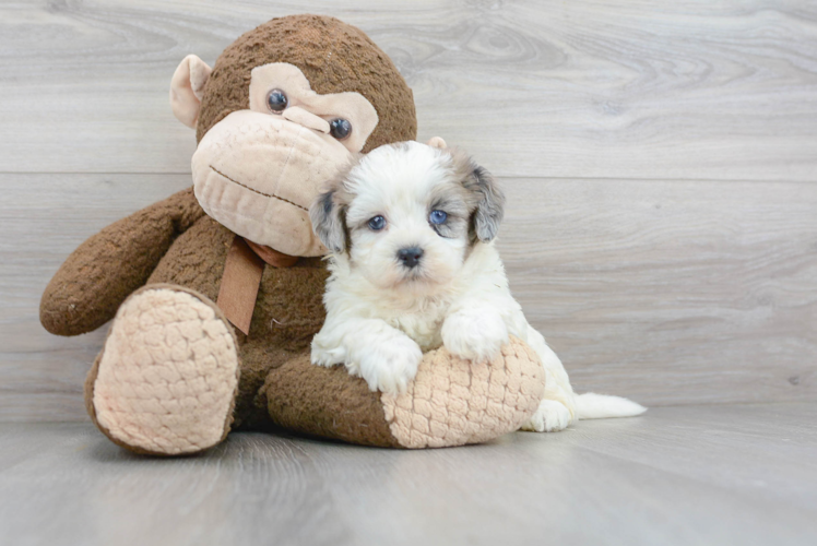 Smart Shih Poo Poodle Mix Pup