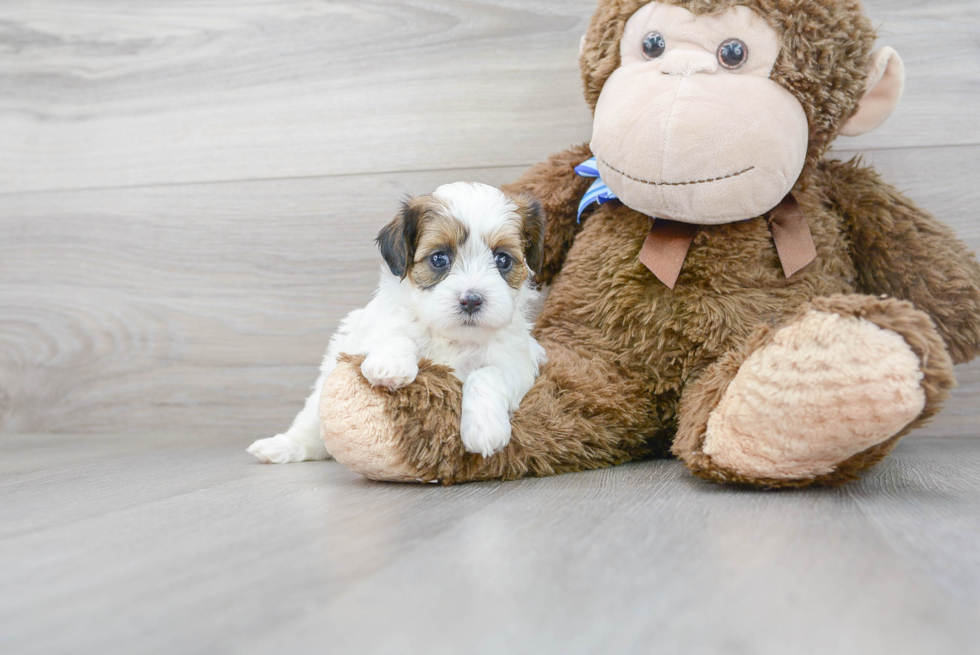 Petite Shih Poo Poodle Mix Pup