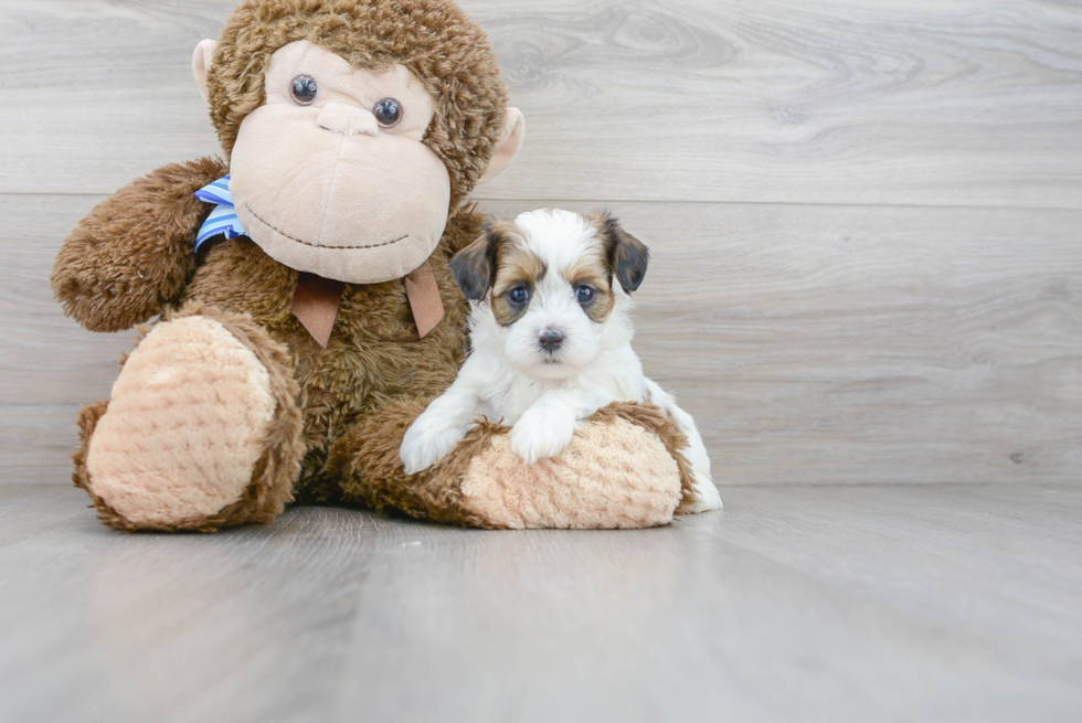 Small Shih Poo Baby