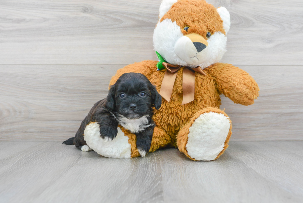 Shih Poo Pup Being Cute