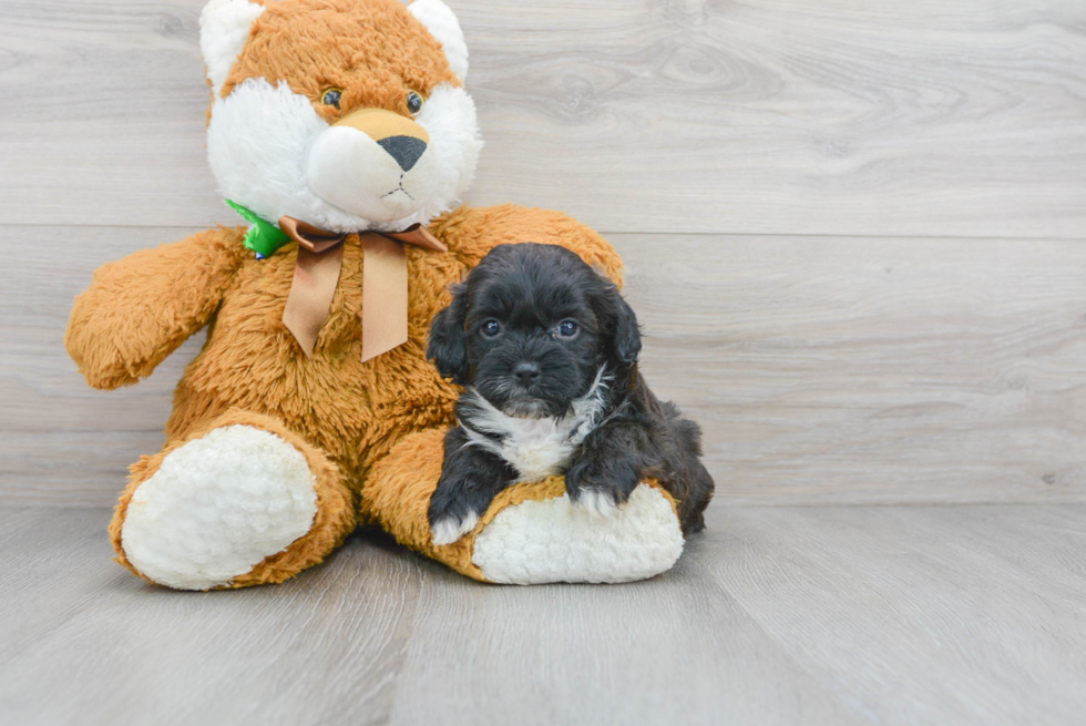 Little Shihpoo Poodle Mix Puppy