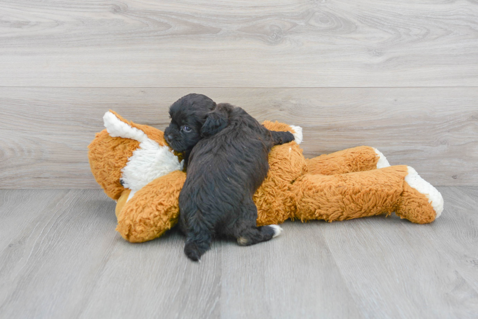 Popular Shih Poo Poodle Mix Pup