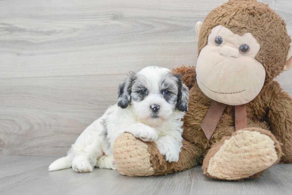 Best Shih Poo Baby